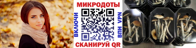 мориарти какой сайт Бердск Галлюциногенные грибы Psilocybine cubensis
